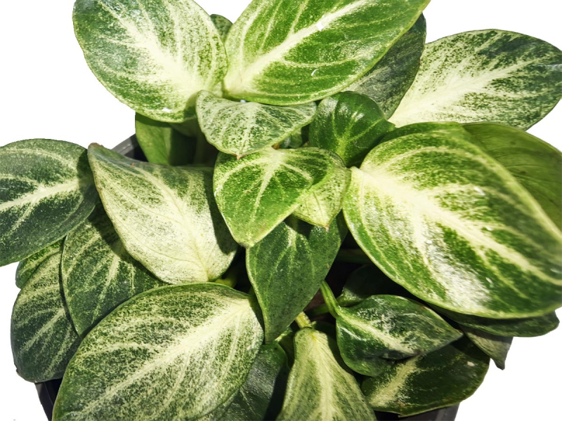 Preview: Anubias nana 'Stardust' - geadertes Zwerg-Speerblatt